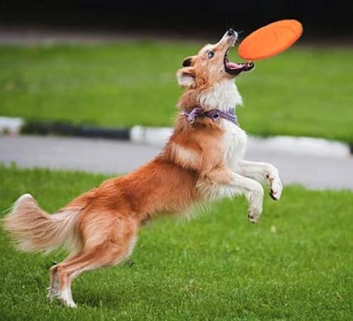 Juguete para Perro Frisbee, Flexible, Excelente Material, Diferentes Colores, 2 Tamaños. (Chico, Verde)