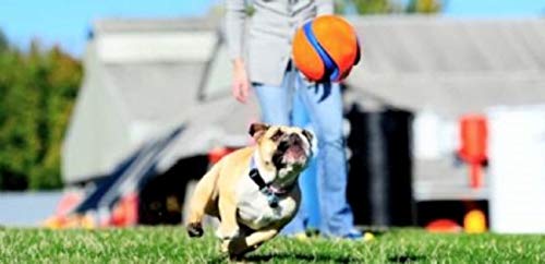 Chuckit! Kick Fetch Pelota de Juguete para Perros, Multicolor, Pequeño