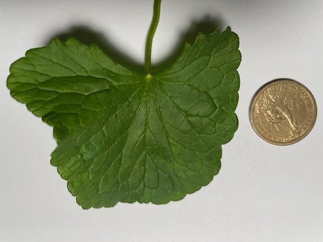Gotu Kola Oil by Maui Medicinal Herbs