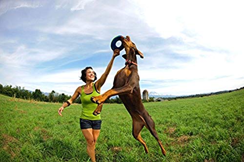 Chuckit! Zipflight Flyer - Frisbee para Perro y Juguete para Perro Que Flota; Suave con los Dientes y Las encías del Perro; Mediano