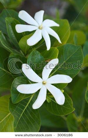 Mono'i de Tahiti'- Double Tiare' Scent-100% Natural-LIMITED EDITION-8 ounce
