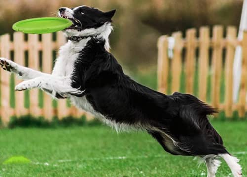 Juguete para Perro Frisbee, Flexible, Excelente Material, Diferentes Colores, 2 Tamaños. (Chico, Verde)