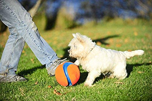 Chuckit! Kick Fetch Pelota de Juguete para Perros, Multicolor, Pequeño