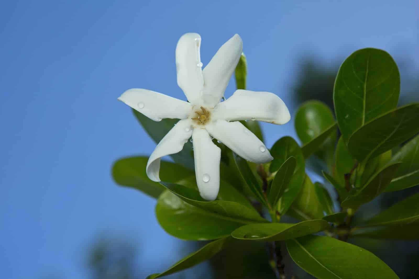 Monoi Tiare Tahiti Tiare Gardenia Coconut Oil (Pack of 2), Scented With Fresh Handpicked Tiare Flowers, 100% Made in Tahiti, 4 fl. oz.