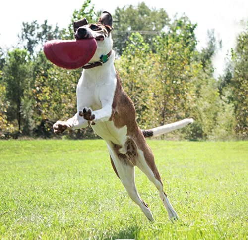 Juguete para Perro Frisbee, Flexible, Excelente Material, Diferentes Colores, 2 Tamaños. (Grande, Verde)