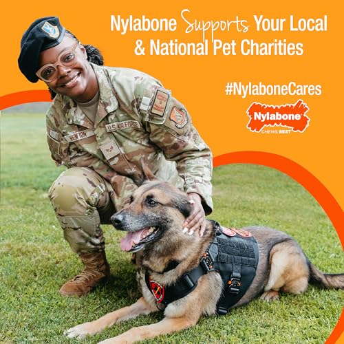 Juguete para Perros Nylabone Langosta Sabor Filet Mignon para Masticadores Agresivos