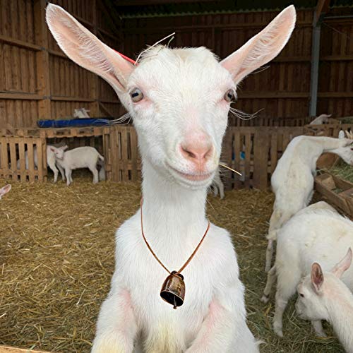 Campanas de Pastoreo de Cobre Bronce Rojo 5 Piezas para Animales y Accesorios Antirrobo