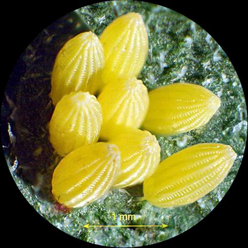 Cámara de Microscopio USB AmScope MU500-CK 5.0 MP con Software y Kit de Calibración Compatible con Windows y Mac OSX