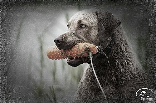 Chupete de Plástico SportDOG Brand