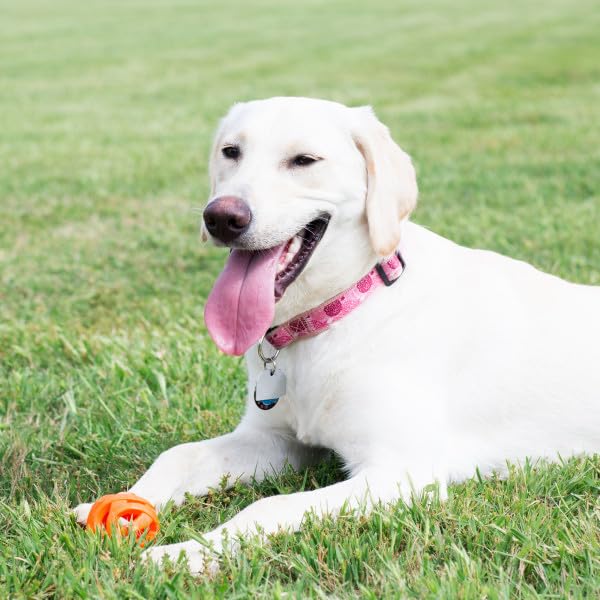 Chuckit! Air Fetch Ball - Juguete para Perro, Extragrande (3.5 Pulgadas de diámetro), para Perros de más de 100 Libras