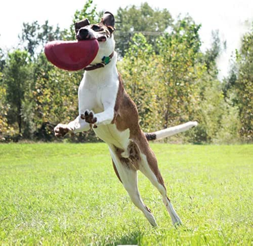 Juguete para Perro Frisbee, Flexible, Excelente Material, Diferentes Colores, 2 Tamaños. (Chico, Rojo)