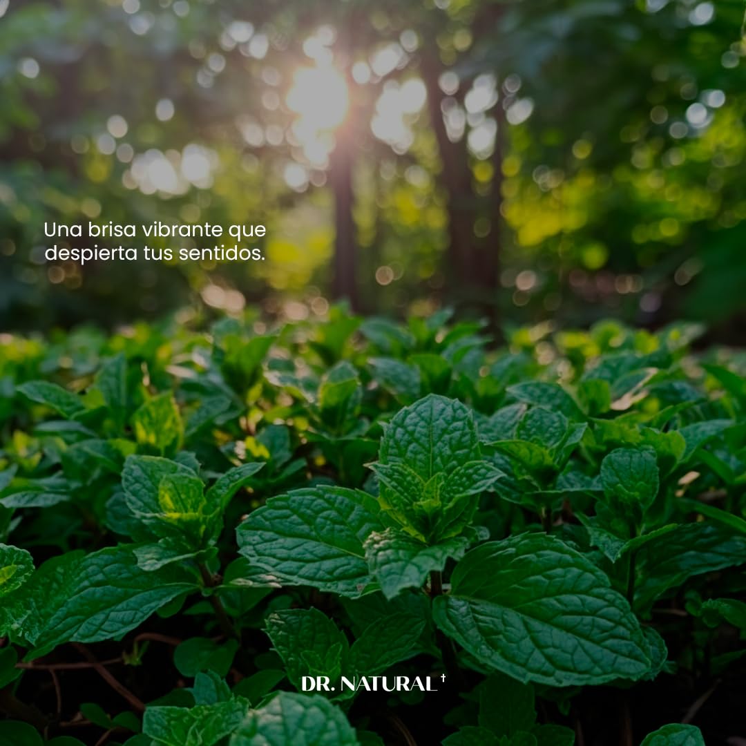 Dr. Natural Jabón de Castilla Líquido para Cuerpo | Natural, Orgánico, Sin Sulfatos y Parabenos | Shampoo y Jabon Facial | Hecho de Plantas, Aceite de Oliva, Coco y Palma, Manteca de Karité y Romero (Hierbabuena)