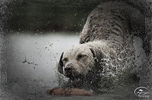 Chupete de Plástico SportDOG Brand