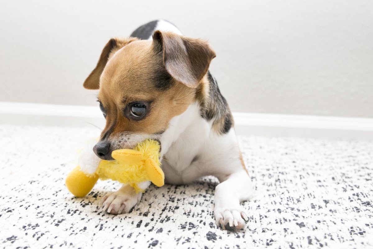 KONG Dr. Noy's Platy Duck - Juguete para perro (3 unidades)