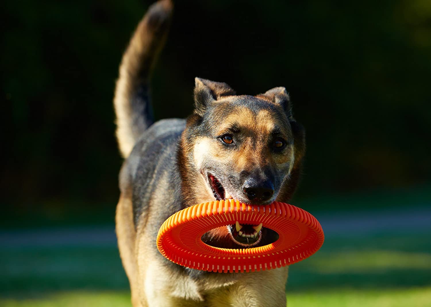 Chuckit! Rugged Flyer - Juguete para Perro, Grande