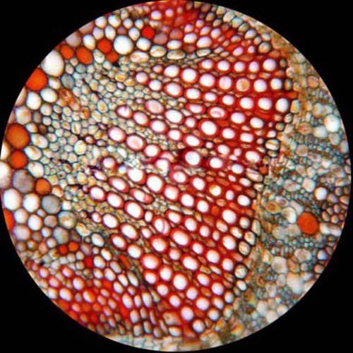 Cámara de Microscopio USB AmScope MU500-CK 5.0 MP con Software y Kit de Calibración Compatible con Windows y Mac OSX