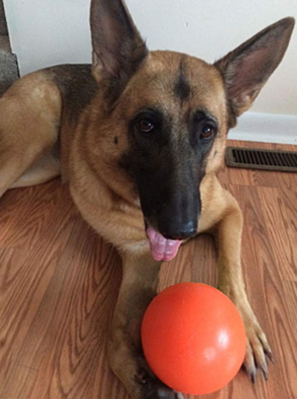 Bola para Perros Doggie Dooley 6 Pulgadas Indestructible