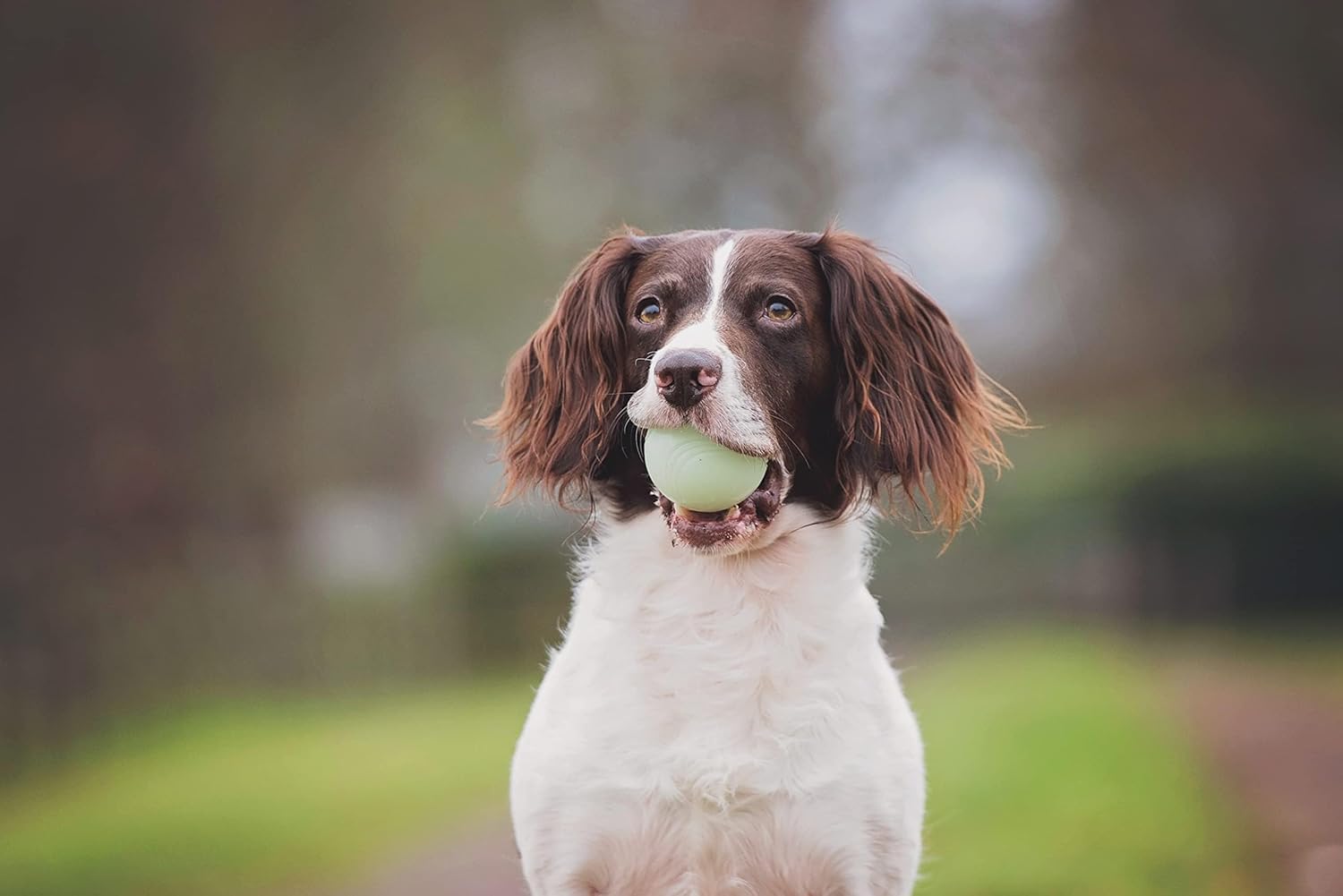 Chuckit! Fetch Ball Medley Trio, pequeño, Paquete de 3