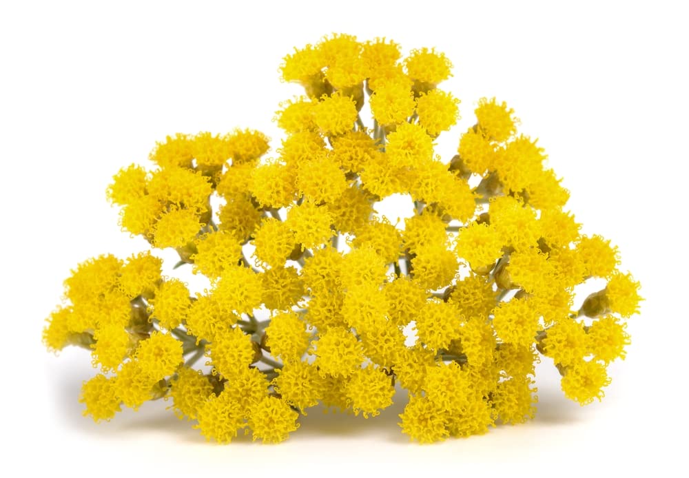 US Organic Aceite Esencial de Helichrysum, Usda Orgánico, Destilado Al Vapor, Originario de La Península de Los Balcanes, Aceite Esencial de Alta Gama (5 Ml)