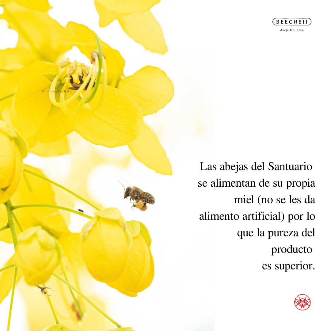 Beecheii Abeja Melipona Mascarilla Redensificante KOSHER Para Rostro, Cuello y Escote. Anti-Arrugas, Nutritiva Natural. Elaborada ética y sustentablemente, proveniente de un Santuario de abejas