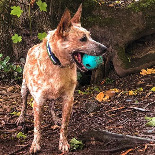 Chew King Fetch Balls Extremely Durable Natural Rubber Toy 3", 3-pack