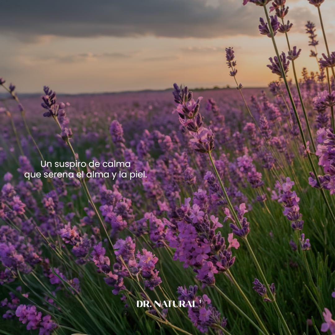 Dr. Natural Jabón de Castilla Líquido para Cuerpo | Natural, Orgánico, Sin Sulfatos y Parabenos | Shampoo y Jabon Facial | Hecho de Plantas, Aceite de Oliva, Coco y Palma, Manteca de Karité y Romero (Lavanda)