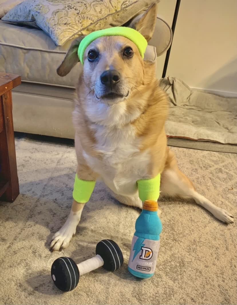 Juguetes divertidos para perros de fitness – Mancuernas de entrenamiento para perros y perritos – Paquete de 2 (paquete de entrenamiento)