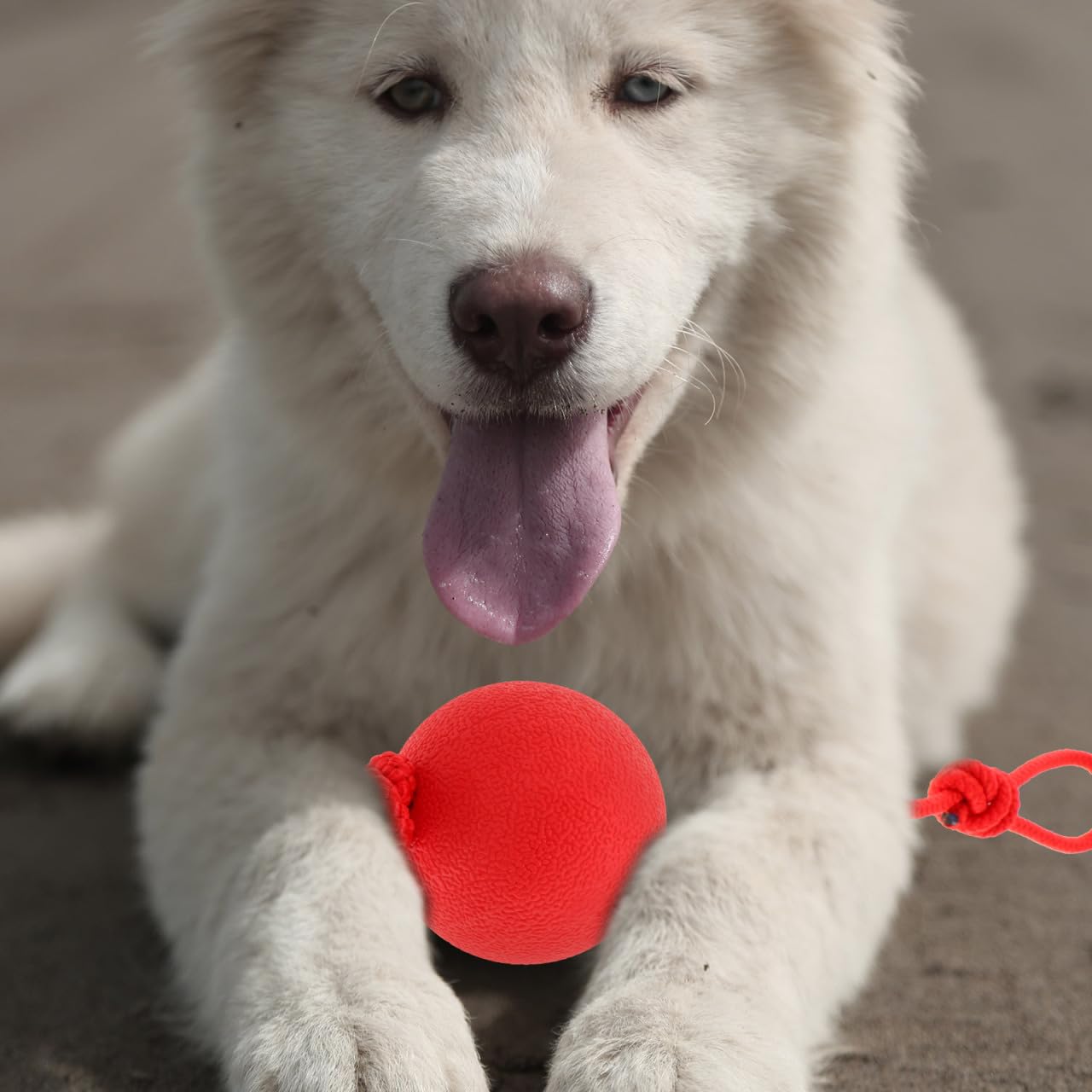Ipetboom Cuerda y Bolas para Perros - Equipo De Entrenamiento De Agilidad, Tira y Afloja, Deportes y Pelota De Entrenamiento