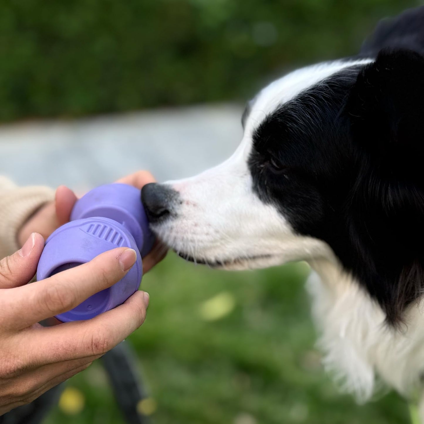 Chewise Soporte para Palitos Naturales de Toro para Perros, Uso rudo, diseño para prevenir el atragantamiento, Juguete para Mascotas Libre de BPA, Compatible con Varios tamaños y Razas