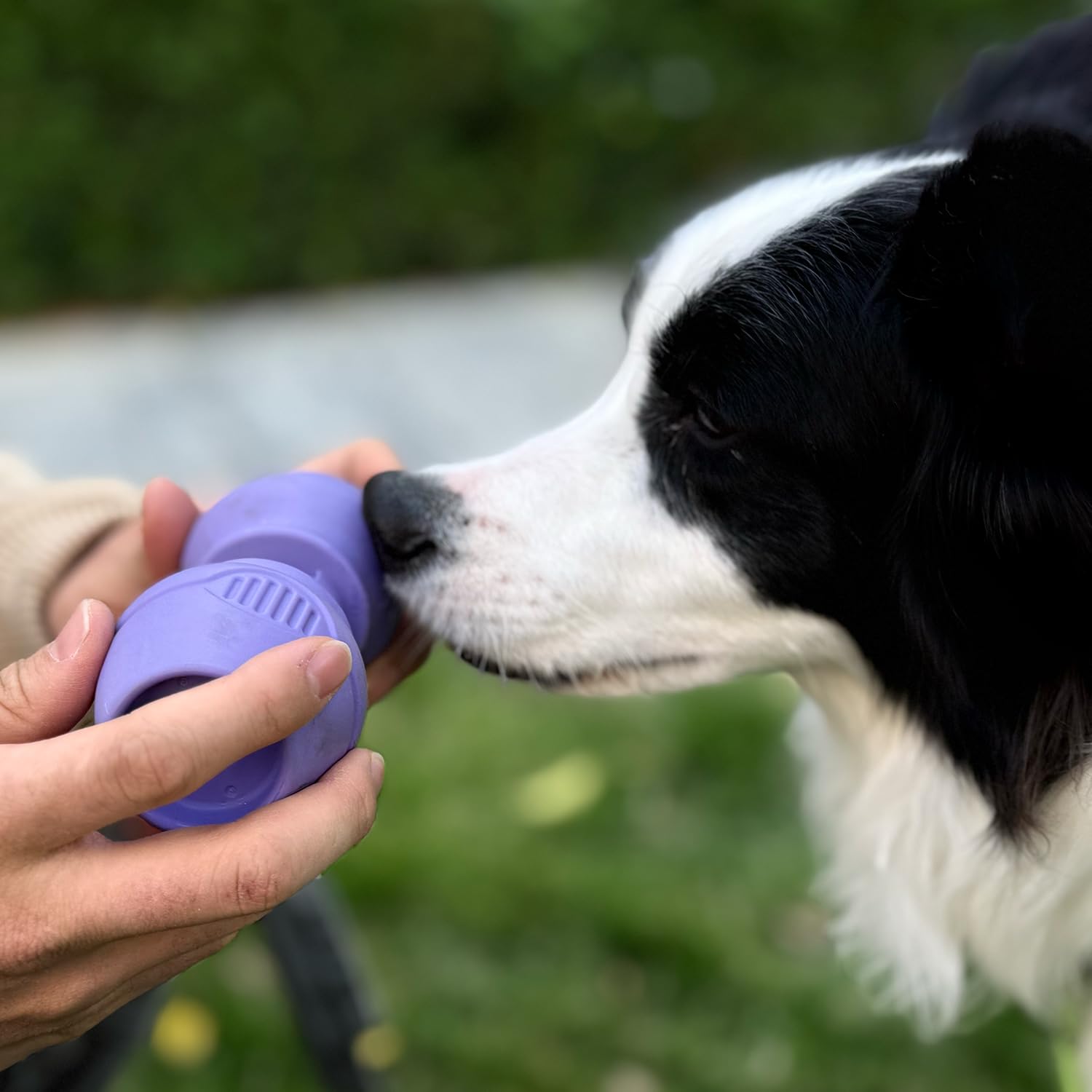 Chewise Soporte para Palitos Naturales de Toro para Perros, Uso rudo, diseño para prevenir el atragantamiento, Juguete para Mascotas Libre de BPA, Compatible con Varios tamaños y Razas