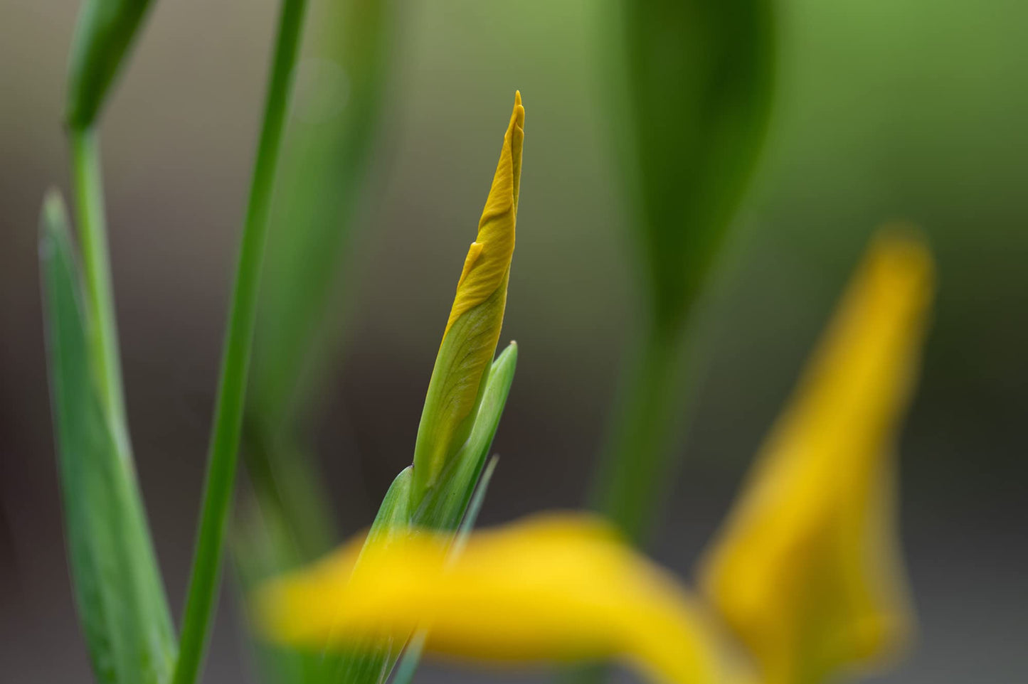 Lente Nikon Z 100-400mm VR S f/4.5-5.6