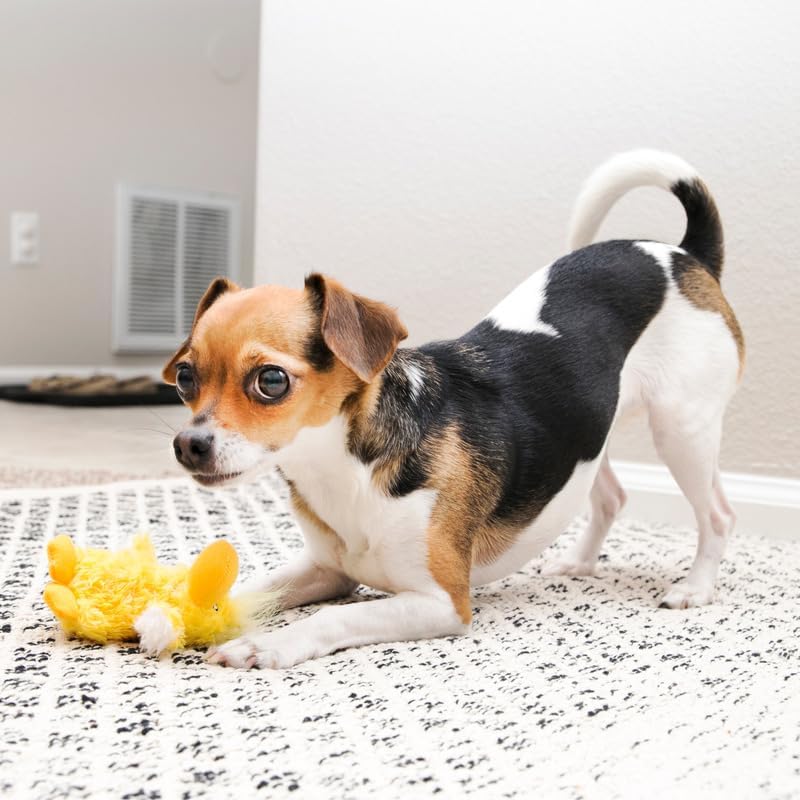 KONG Dr. Noy's Platy Duck - Juguete para perro (3 unidades)
