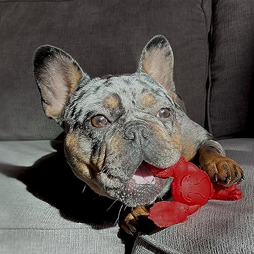 Juguete para Perros Nylabone Langosta Sabor Filet Mignon para Masticadores Agresivos