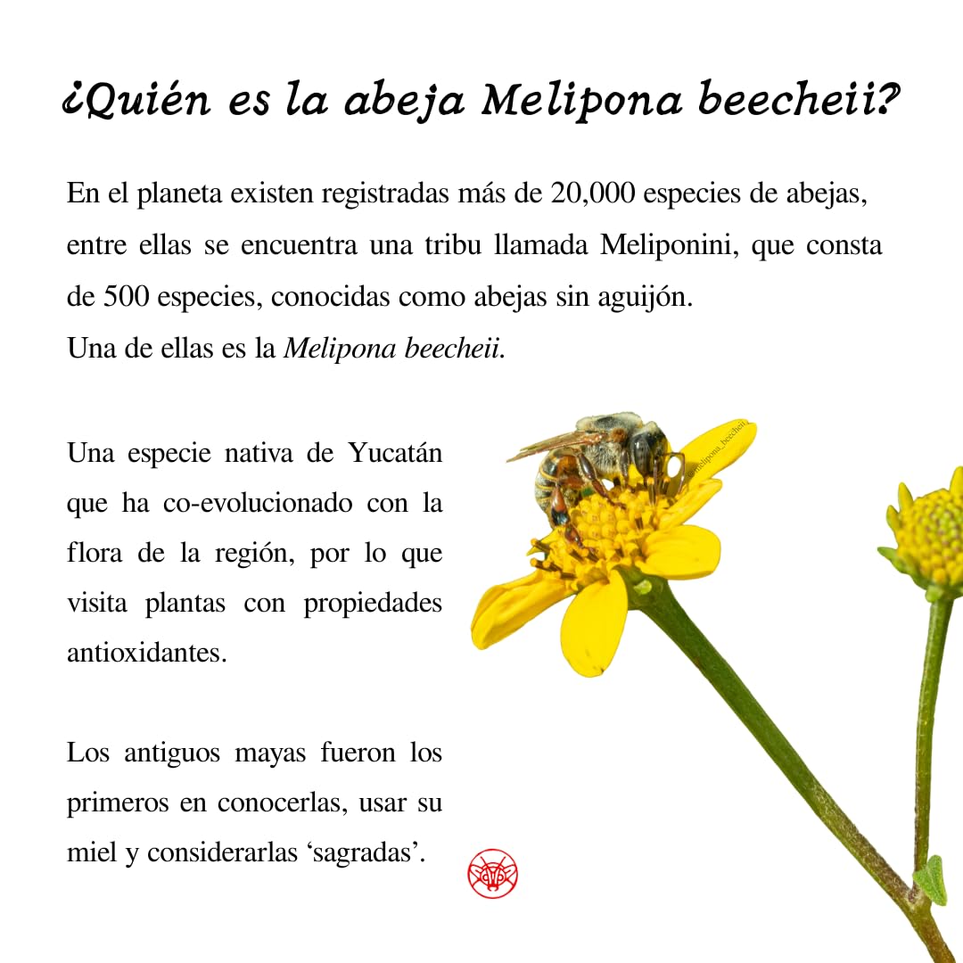 Beecheii Abeja Melipona Mascarilla Redensificante KOSHER Para Rostro, Cuello y Escote. Anti-Arrugas, Nutritiva Natural. Elaborada ética y sustentablemente, proveniente de un Santuario de abejas