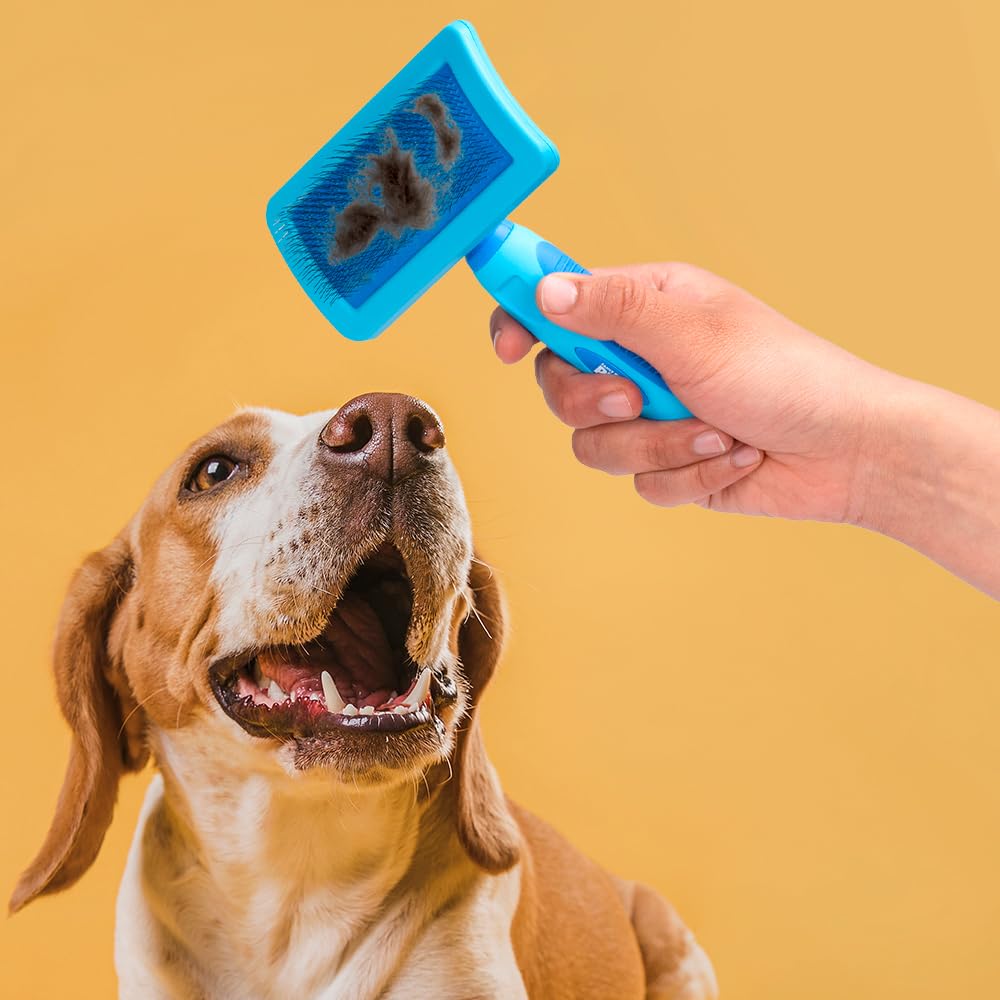 Carda Fancypets Azul Tamaño Grande para Perro