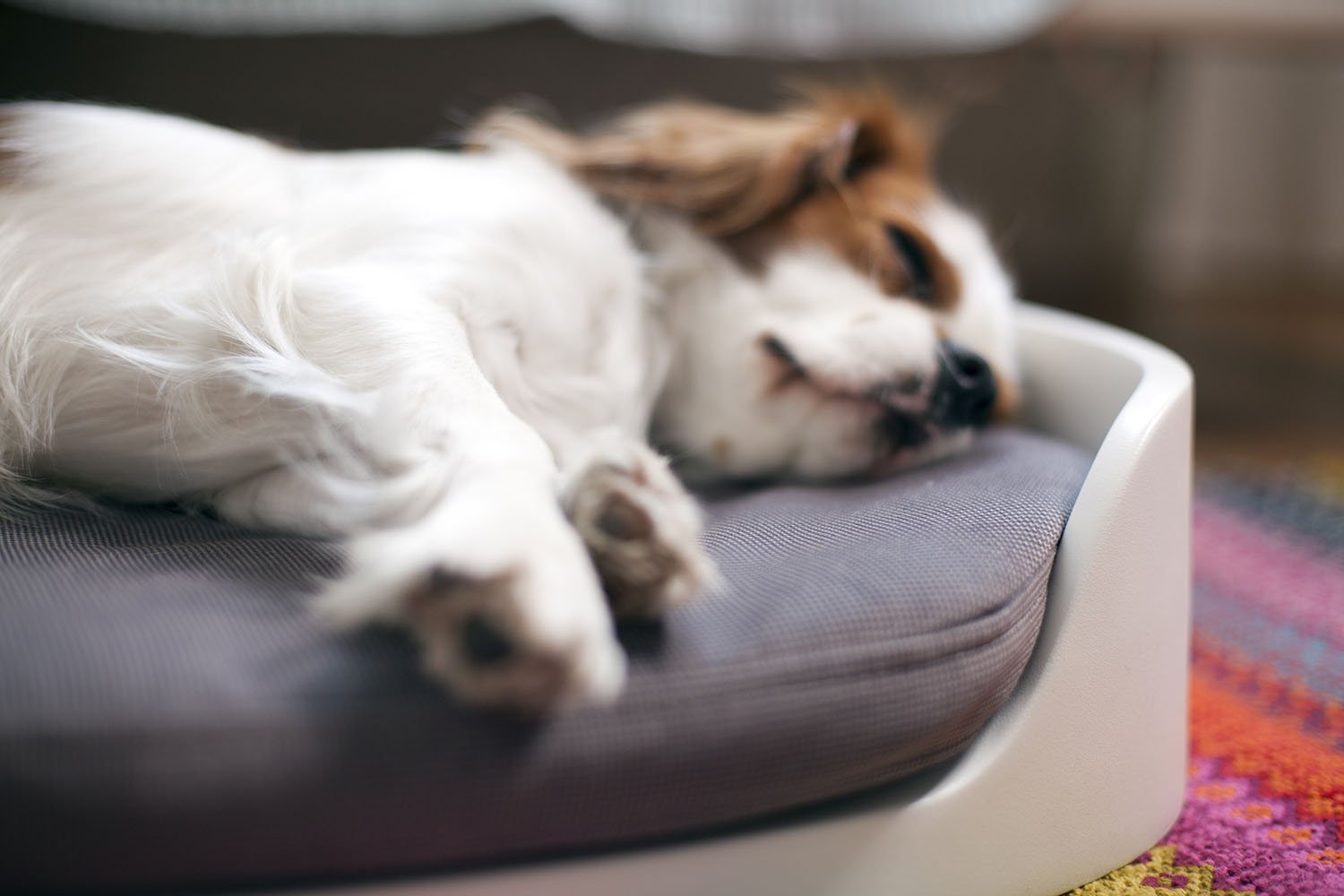 Keter Cama Transportadora 3 en 1 para Perros y Gatos