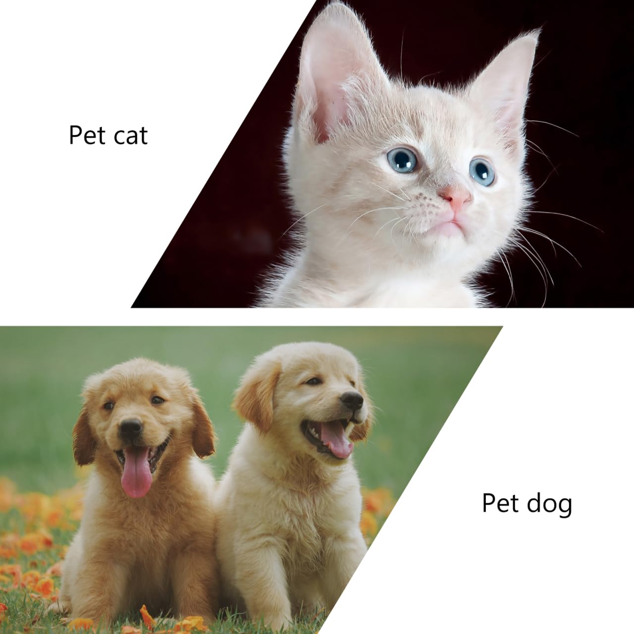 FOMIYES Comedero para Mascotas Tazón De Comida para Perros Platos para Perros Tazón De Agua para Perros Pequeños Cuenco De Agua para Gatos Cerámica Acero Inoxidable Fácil De Limpiar Rosa