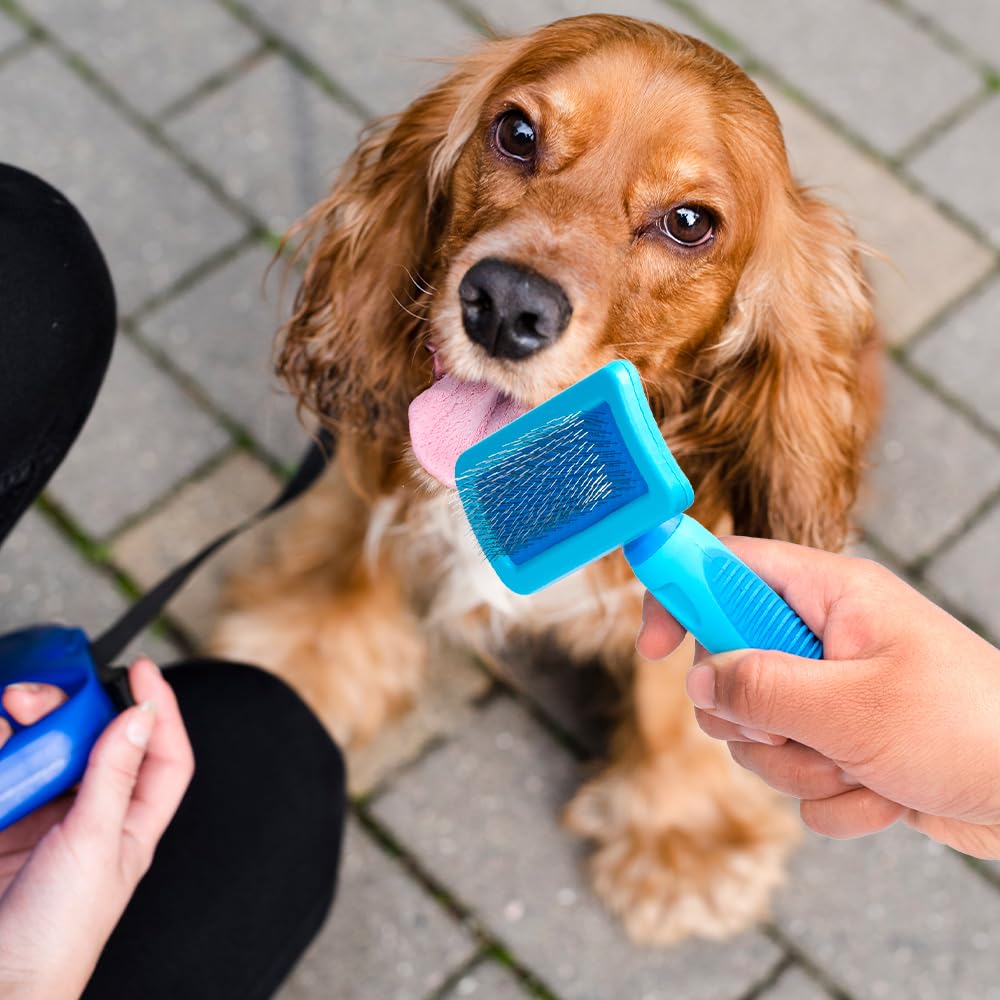 Carda Fancypets Azul Tamaño Mediano para Perro