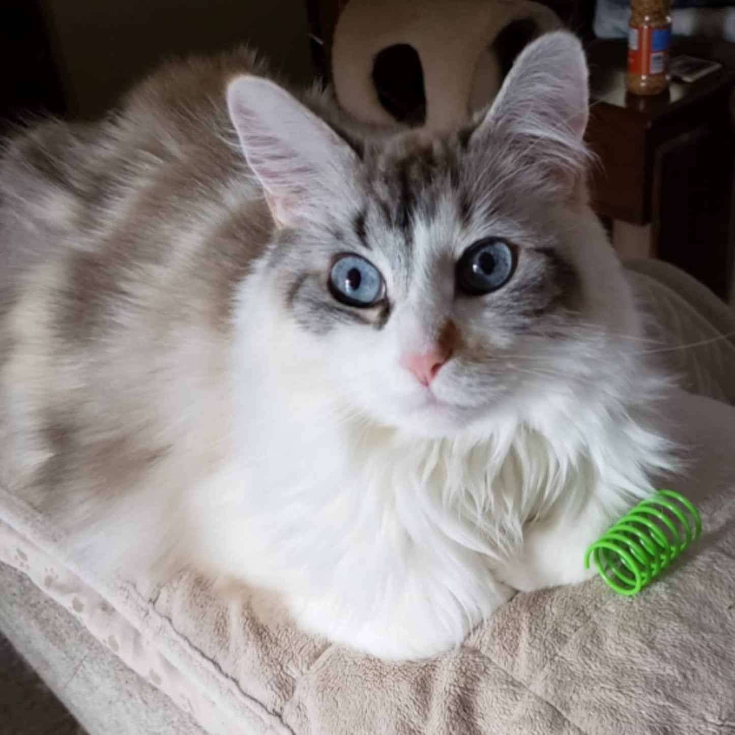 ISMARTEN - Muelles de plástico para gato, diseño de espiral, para gato, gato, mascotas, 60 unidades (color al azar)