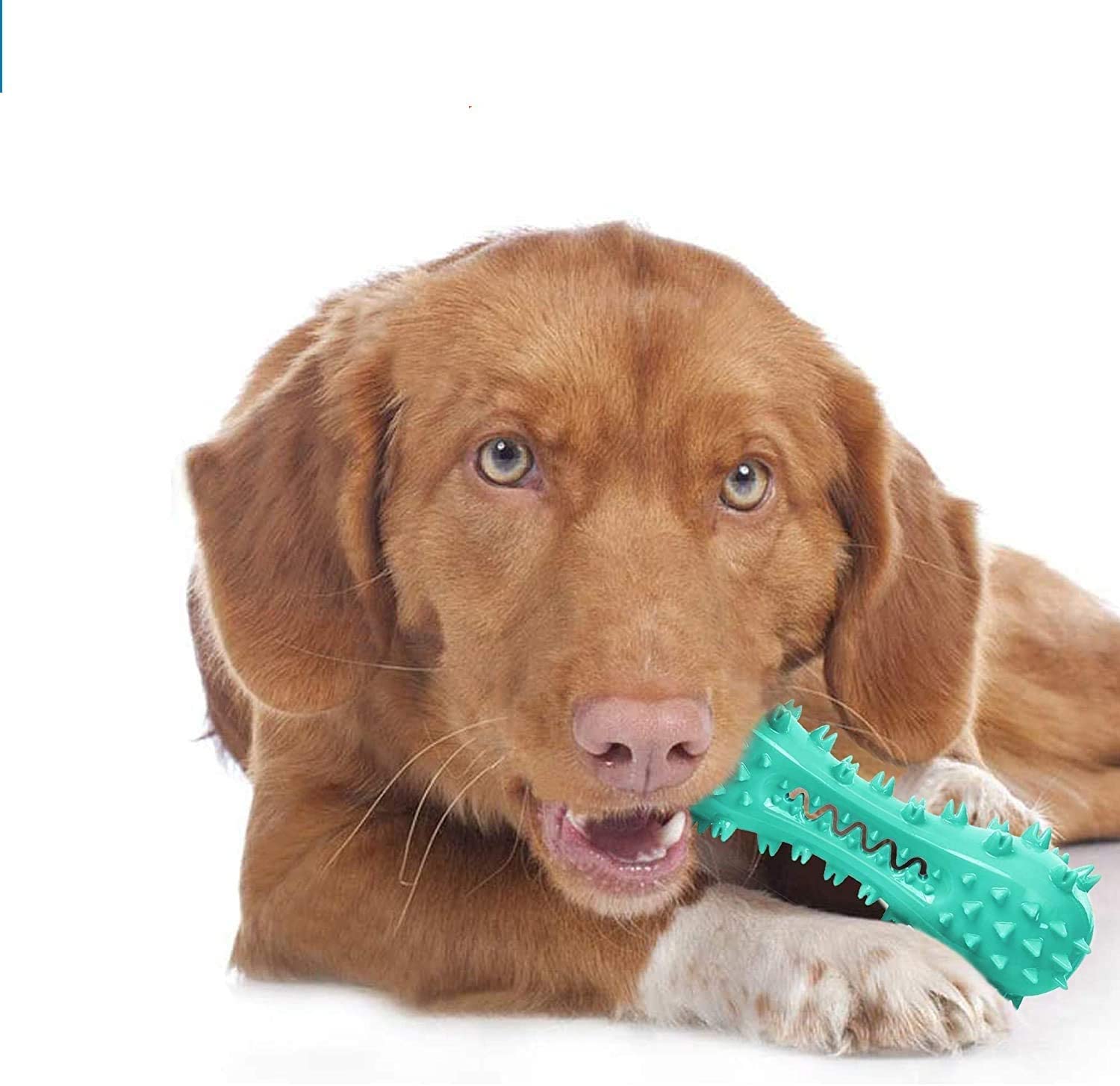 CERISURIO Cepillo De Dientes para Perros, Hueso De Palo para Limpiar Los Dientes del Perro, Cepillarse Los Dientes, Juguetes para Masticar La Dentición, Cuidado Bucal Dental para Perros Pequ