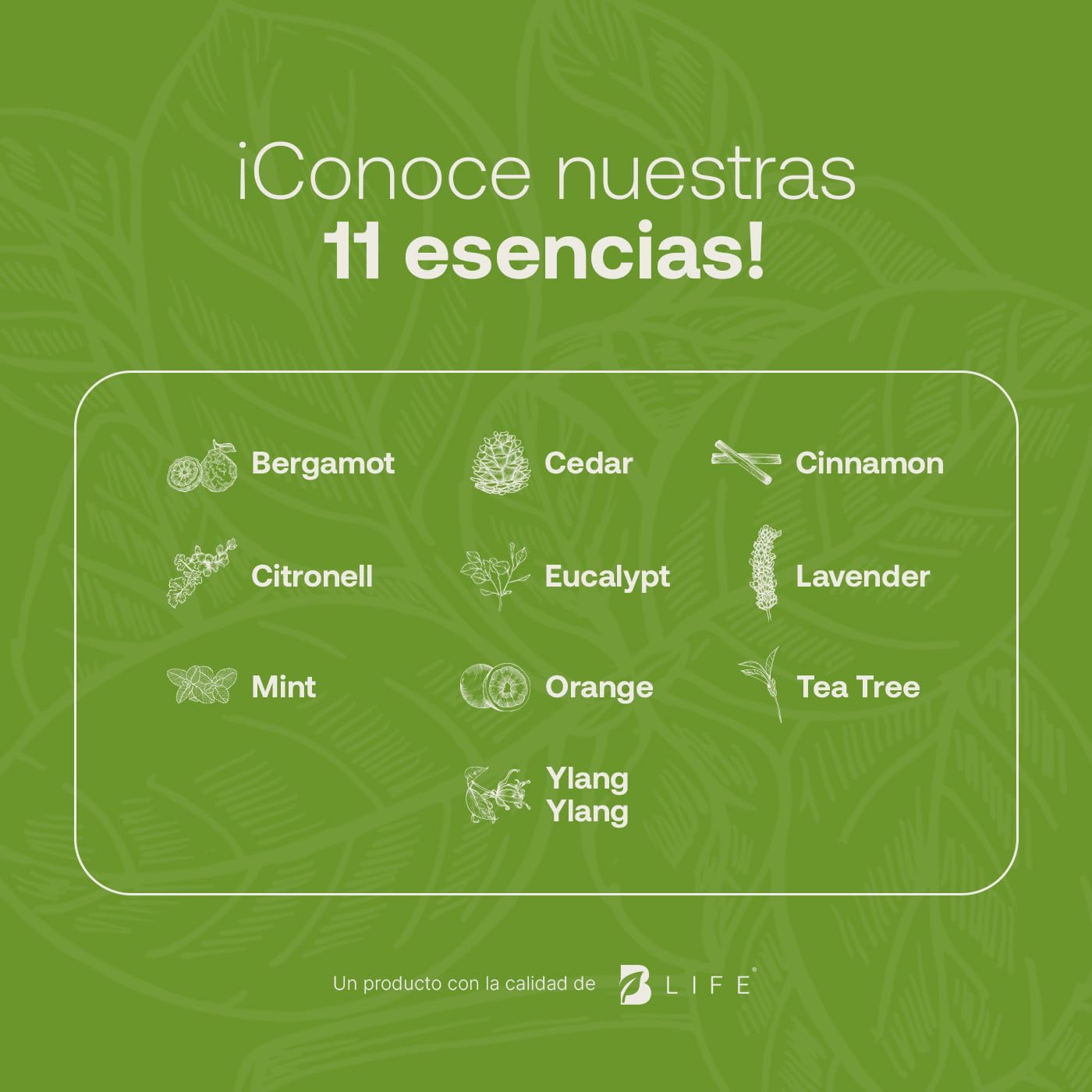 Aceite Esencial B Life Albahaca Aromalogía 50 ml Ingredientes Puros y Naturales