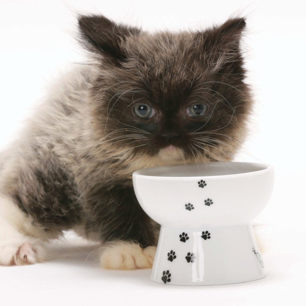 Cuenco Elevado NECOICHI Gato Mini prevención de reflujo y sin estrés apto para lavavajillas y microondas
