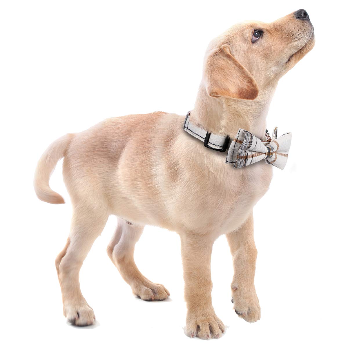 Faleela Collar suave y cómodo para perro, desmontable y ajustable, para mascotas pequeñas, medianas y grandes (S, beige)