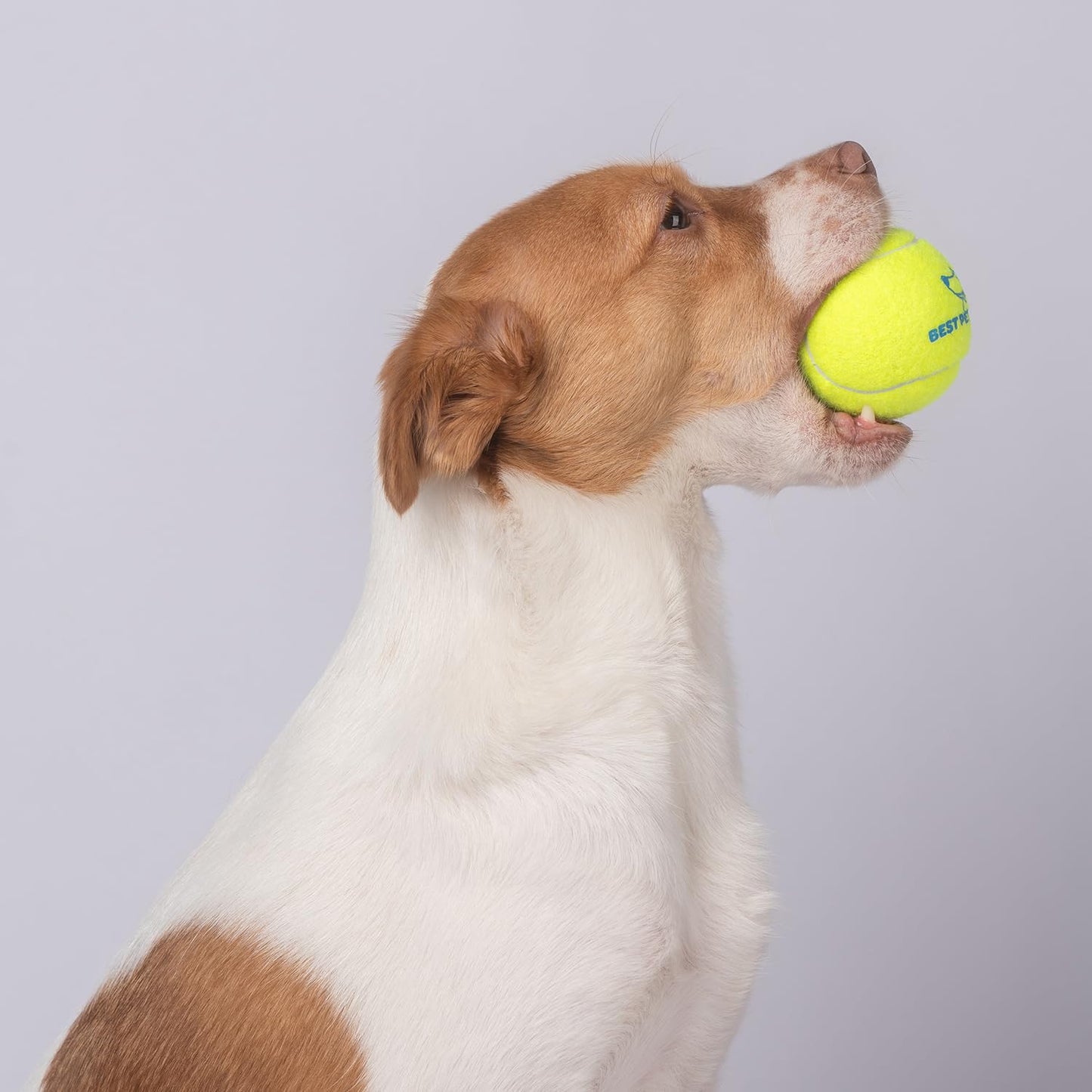 Best Pet Supplies - Juguetes de Tenis chirriantes para Perros, Paquete de 4, Juguetes interactivos de Alta Resistencia para lanzar y Buscar, apoya el Ejercicio y el Entrenamiento de Comportamiento