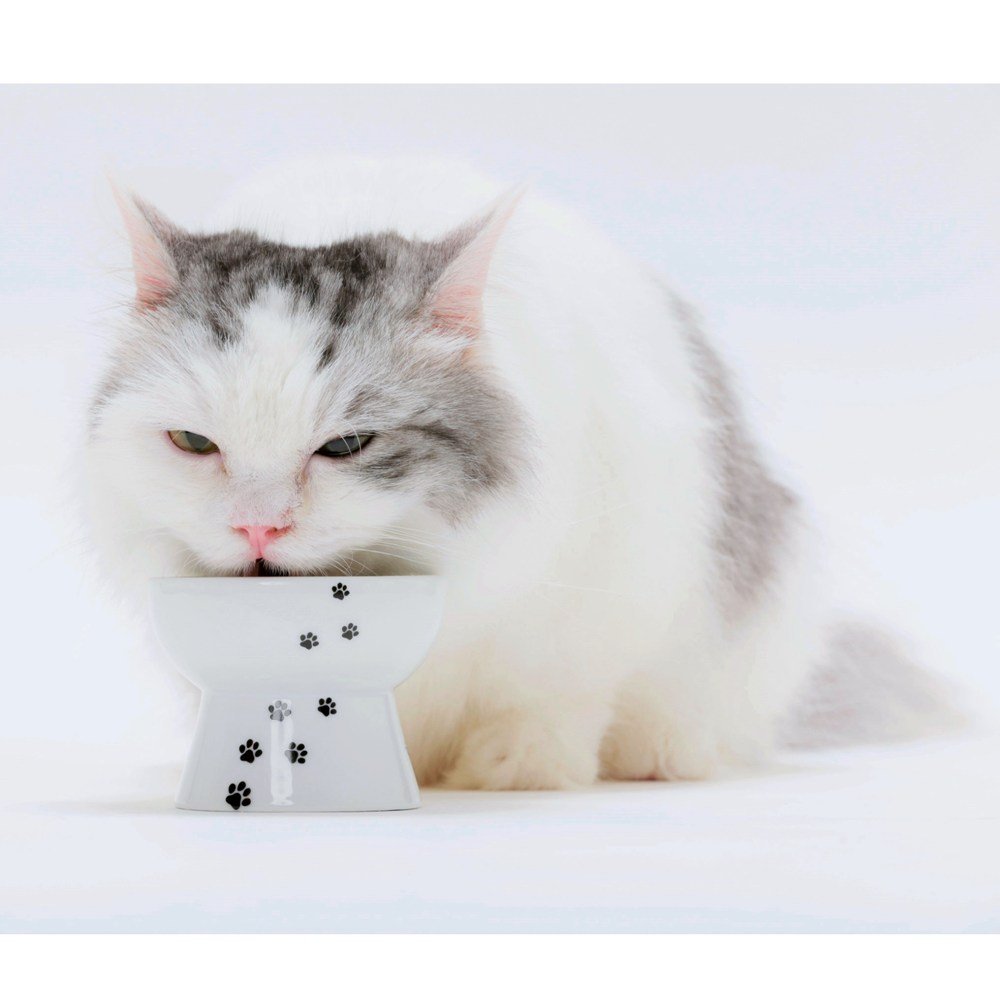 Cuenco Elevado NECOICHI Gato Mini prevención de reflujo y sin estrés apto para lavavajillas y microondas