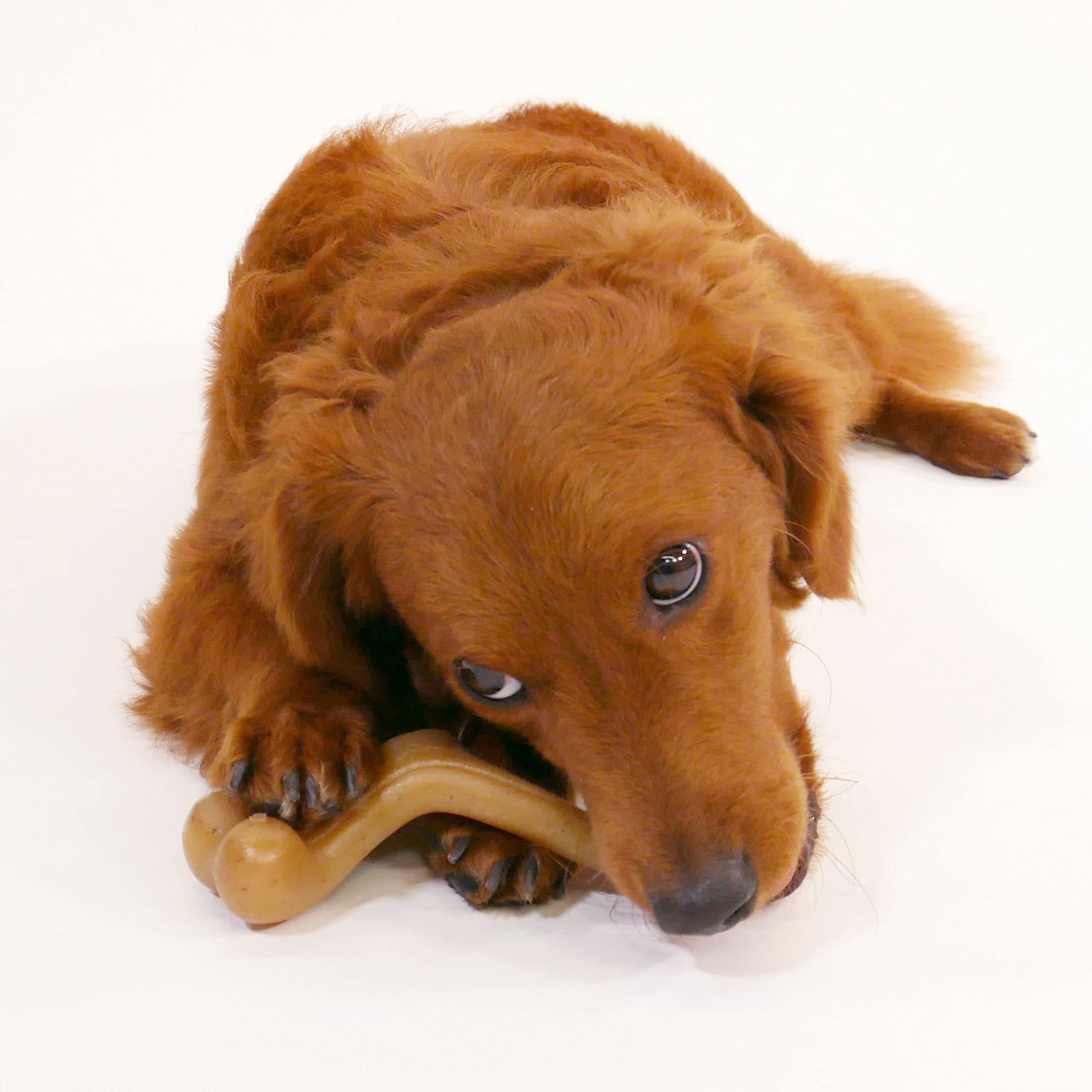 Juguete Masticable para Perros Nylabone Gourmet Wishbone Pequeño Regular