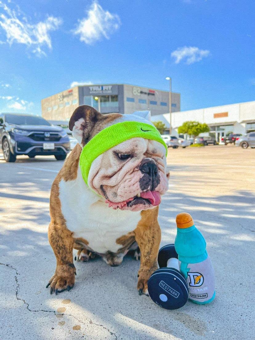 Juguetes divertidos para perros de fitness – Mancuernas de entrenamiento para perros y perritos – Paquete de 2 (paquete de entrenamiento)