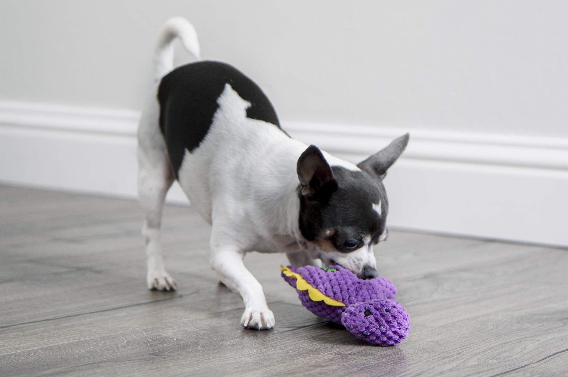 goDog Checkers Just for Me Dinos Bruto Juguete de Peluche chirriante para Perro, tecnología de protección masticable, Morado, Mini
