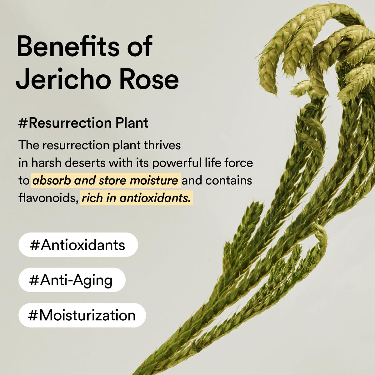 Abib Crema Hidratante Jericho Rose Creme Nutrition Tube de 75ml