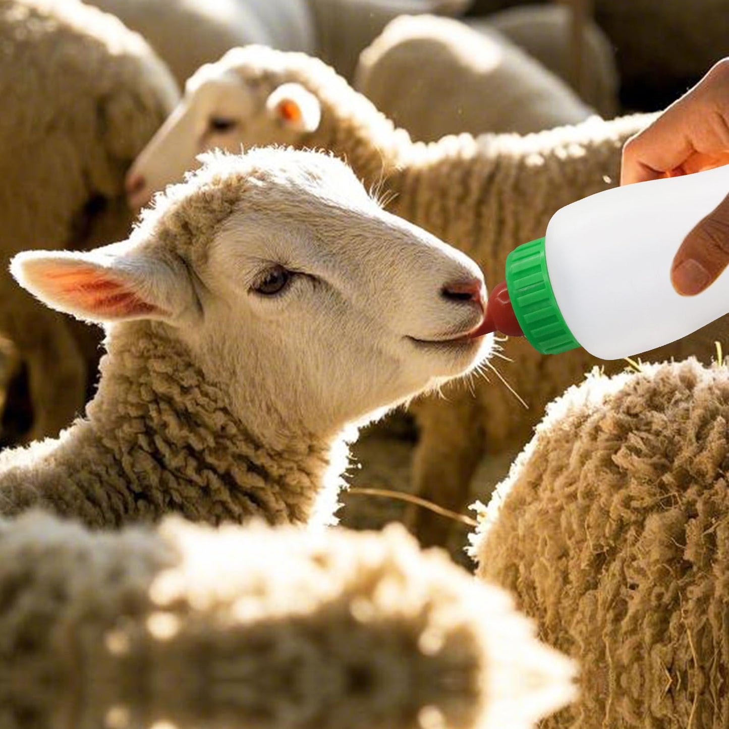 USUNFARM 2 Biberones De 600 Ml Para Corderos Y Cabras. Ideales Para Alimentar A Crías De Cabras Y Terneros.